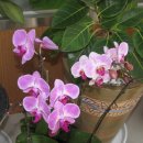 새생명한방병원 이미지