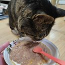 주식 | 고양이 습식 &#39;뉴트리플랜 하루영양 주식 파우치&#39; 급여 후기!!