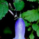 금강초롱 이미지