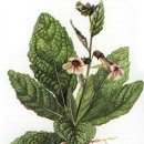 지황한의원 이미지