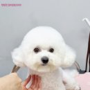 펫밀리샵 이미지