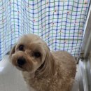 바둑이연구소 이미지