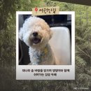 아라참 간식 | 인천 서구 대형카페 서원안길, 아라뱃길 드라이브 중 발견한 찐 애견동반 브런치 맛집 방문기