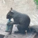 다람쥐가 이미지