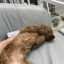 깔롱펫 이미지