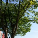 괴목초등학교 이미지