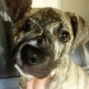 꼬리 흔드는 강아지 이미지