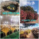 석부작박물관 | 제주여행 2일째｜카멜리아 힐 동백꽃과 석부작박물관 마음의 정원 삼삼백양근 체험 솔직후기