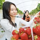 논산종합관광안내소 | 2026~2027 문화관광축제 ⑤ 논산딸기축제