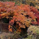 아낌없이 주는 나무 이미지