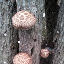 흰돌농장 이미지