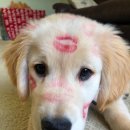 행복애견 이미지