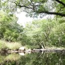 한라산둘레길 천아숲길 이미지