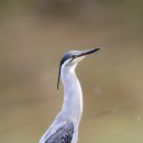 해오라기 이미지