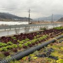 율곡 | [충북/음성] 소이면 제육볶음 맛집 율곡가든 후기
