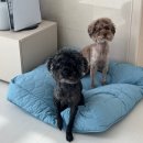 제니펫하우스 | 폭닥한 강아지방석 세탁도 편리한 세인트펫 클루미 L