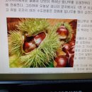 [위령 성월 기획] 다른 나라에도 연도가 있을까? 선·후창 나눠 노래하는 ‘위령 성무일도’ 있다 이미지