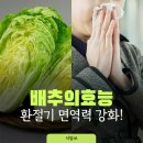 배추의 효능 이미지