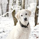 그레이트 이미지