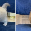 도그마루 고양이강아지 청주점 이미지