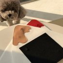 댕구르르 이미지