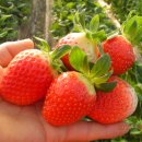 수호 농장 이미지