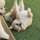 스토리멍 여수애견호텔/여수애견유치원 이미지