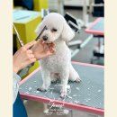 [신규] (단기)반려동물미용사(자격증) | [수원애견미용학원] 수원 애견미용학원 신규OPEN｜실견 실습으로 자격증·취업·창업까지 현실 루트 안내!