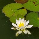황색 수련 이미지