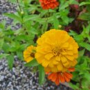 태양의 미소 이미지