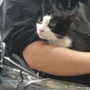 고양이 미용&호텔 뽀냥 이미지