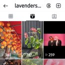 Lavenders 이미지
