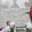 306 퍼피 이미지