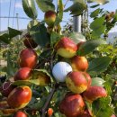 대술농장 이미지