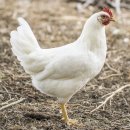 작은동물원 이미지