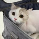 함께냥 대전점 이미지