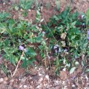 뜨락농원 이미지