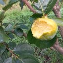 디딤돌농장 이미지