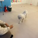 아띠라미 | [평택애견카페] 소사벌 애견카페 "아띠라미" 두부랑 다녀온 후기 ♥