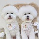 김채안퍼피살롱 이미지