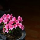 기리시마 이미지