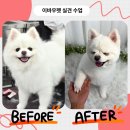 애견미용사 3급 자격증 과정 1 이미지