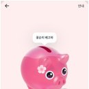 꽃돼지 - 구리시 | 꽃돼지