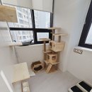 고양이 생활 호텔 이미지