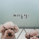 청담동물병원애견미용실 이미지