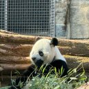 늑대와 여우 PC 라운지 | [미국 뉴욕 여행.13] 워싱턴DC 스미소니언 국립동물원 | 무료입장, 운영시간, 관람소요시간 (+기념품샵...