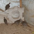 아성2농장 이미지