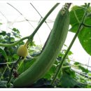 선인농장 이미지