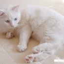 그루밍 나나 이미지