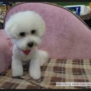 루비 애견샵 이미지